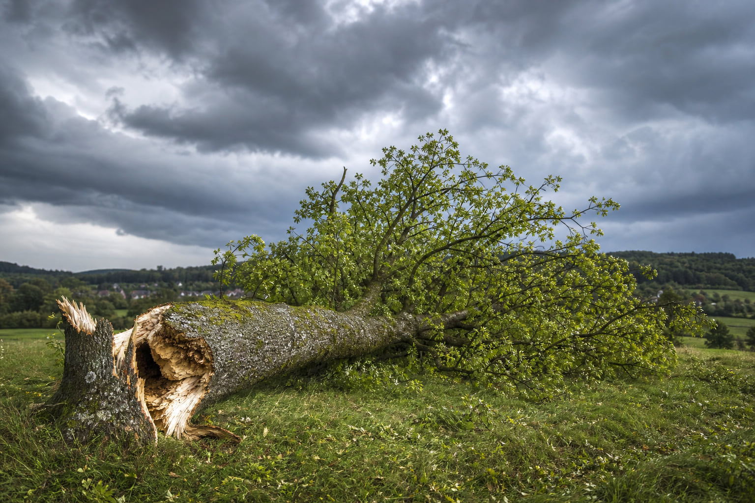 Sturm im Main-Taunus: 170 Jahre alte Elsbeere in Lorsbach umgeknickt